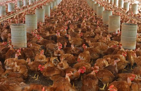 Cage free chicken. Proposed changes to poultry welfare standards have caged-egg producers working hard to promote the facts of farming amid a volatile debate. It's been 16 years ... 