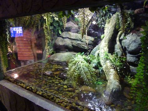 Caiman lizard enclosure. Things To Know About Caiman lizard enclosure. 