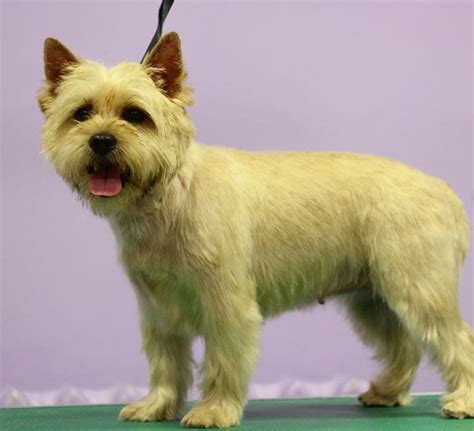 Cairn Terrier Haircuts