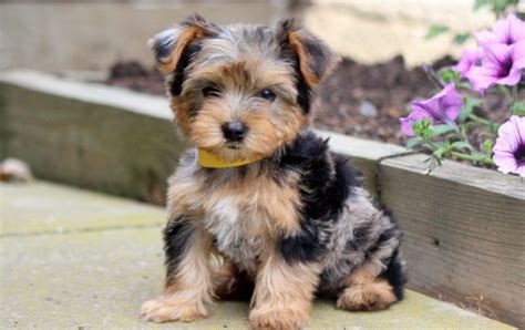 Cairn terrier mix clearance puppies for sale