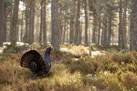 Cairngorms National Park Authority hiring Digital Projects …