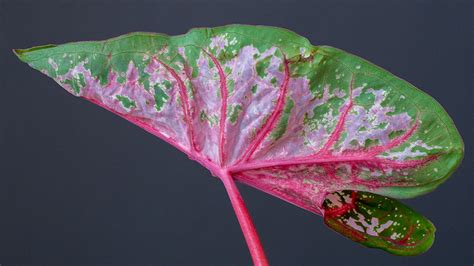 Caladium-Krankheiten