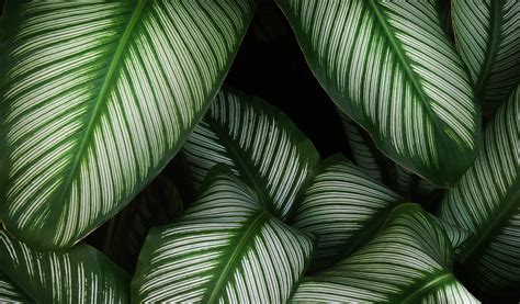 Calathea : rempotage, arrosage et entretien - Jardiland