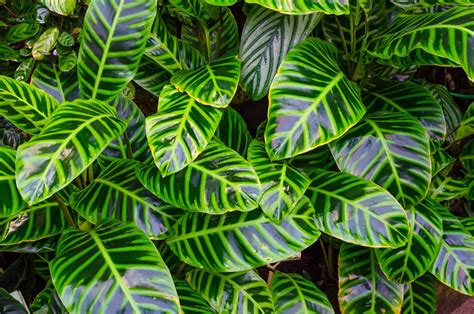 Calathea ‘Beauty Star’ Care: 36 Must-Know Growing Secrets