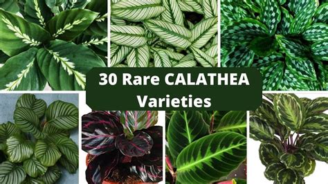 Calathea - Meaning of Calathea, What does Calathea mean? - Baby Names Pedia