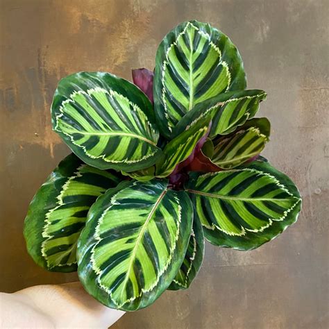 Jan 22, 2020 · Botanical Name: Calathea. Country of Origin: The Americas. Watering Requirements: Regular watering. Lighting Requirements: Indirect light. Humidity Requirements: Prefer moist air. Soil Type: Well draining. Calathea Height: Approximately 2 feet. Calathea are a beautiful family of plants with lush foliage that originate from the tropical regions ... .