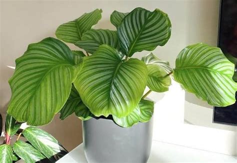 Calathea Orbifolia: Care And Growing Guide For Beginners