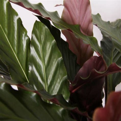 Calathea Wave Star (rufibarba) - Gamm vert