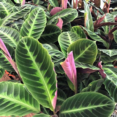 Calathea warscewiczii. Calathea warscewiczii, also known as Goeppertia warszewiczii, is a plant that is truly a sight to behold. This tropical beauty hails from the lush rainforests of Central and South America, where it thrives in the midst of verdant greenery. 