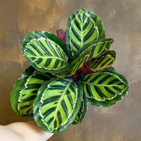 Contact information for nishanproperty.eu - The Round-Leaf Calathea, or Calathea orbifolia, has large, round leaves that contain alternating darker green and lighter green stripes. The leaves grow to be at least 8 inches (20 cm.) wide and mature plants can get quite big, approaching 2-3 feet (61-91cm.) tall and wide. Zebra Plant, or Calathea zebrina, is another one of many striking ...