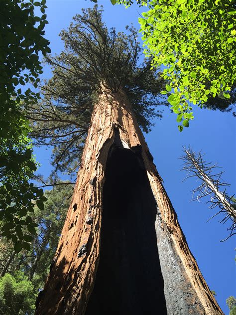 Calaveras big trees state park photos. Book your tickets online for Calaveras Big Trees State Park, California: See 533 reviews, articles, and 568 photos of Calaveras Big Trees State Park, ranked No.90 on Tripadvisor among 19,913 attractions in California. 