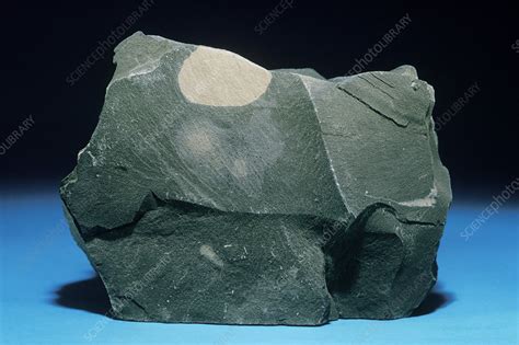 Jul 7, 2023 · Very calcareous green shale, with numerous bands a