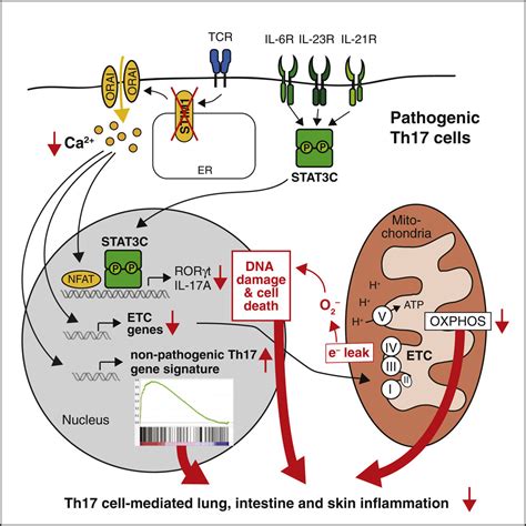 Calcium Signaling - PMC - National Center for Biotechnology Information