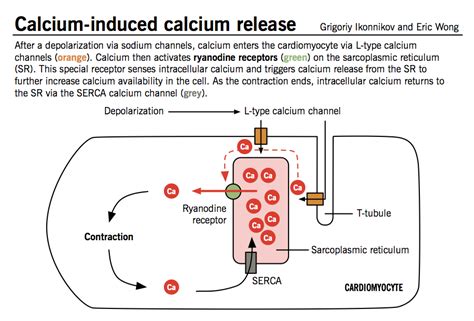 Calcium-Induced Calcium Release - an overview ScienceDirect …