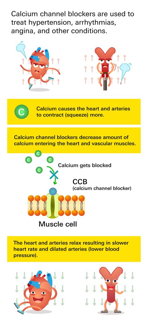 Calcium-channel blockers (CCBs) - Blood Pressure UK