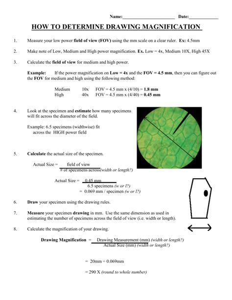 Calculating Field Of View Microscope Worksheet Natureal