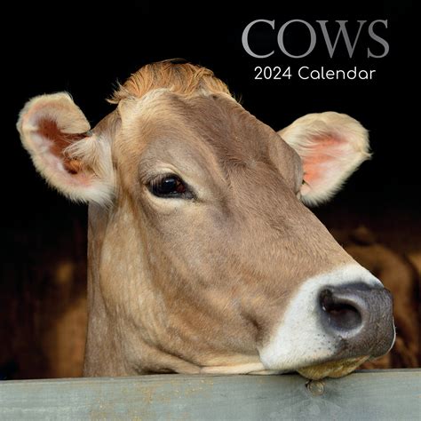 Calendar Cow