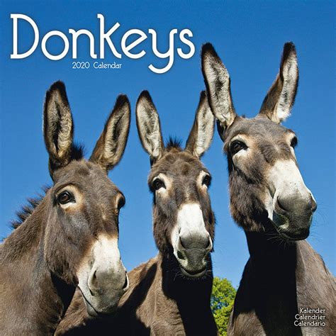 Calendar Donkey