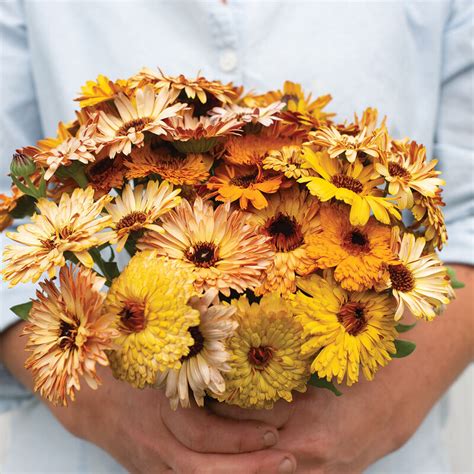 Calendula Seeds - Select Seeds