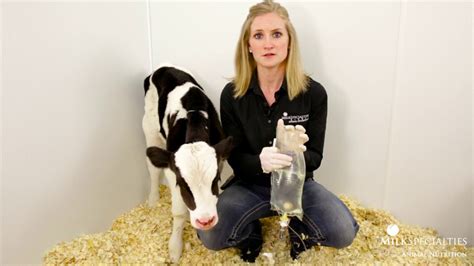 Calf fluid therapy made simple zoe vogels the vet group po box 84 book. - Lambe whitman soil mechanics solutions manual.