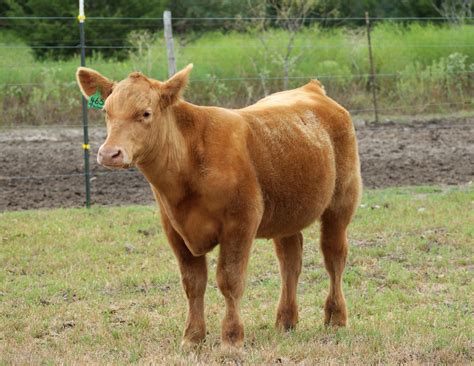 Calf for sale. Browse a wide selection of Feeder Cattle and Stocker Cattle for sale near you at LivestockMarket.com, the leading site to buy and sell cattle online. 