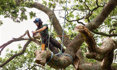 Calgary arborists reviews. .  ...