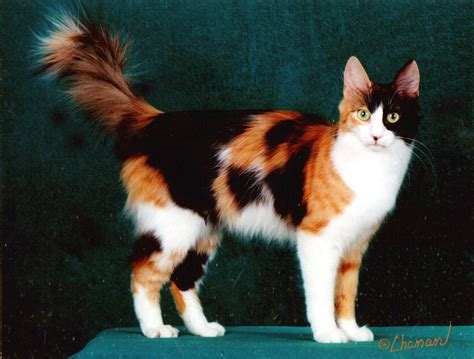 Calico Turkish Angora Cat