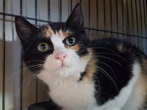 Brown Tabby Calico Cat for Adoption in Honolulu,