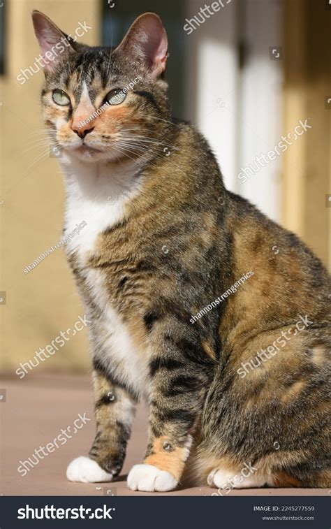 Calico tabby cat. .  <a href=https://agent5.ru/6cnc3/obituaries-for-pellerin-funer...