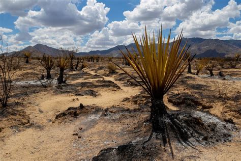 California's largest wildfire of the year threatening iconic Joshua trees