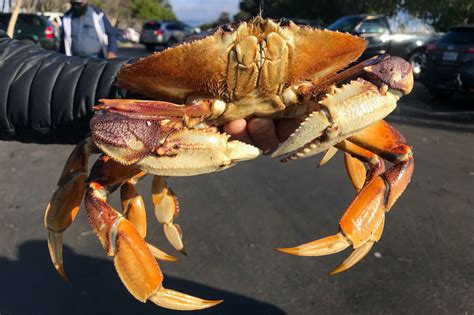 California’s Dungeness crab season delayed again