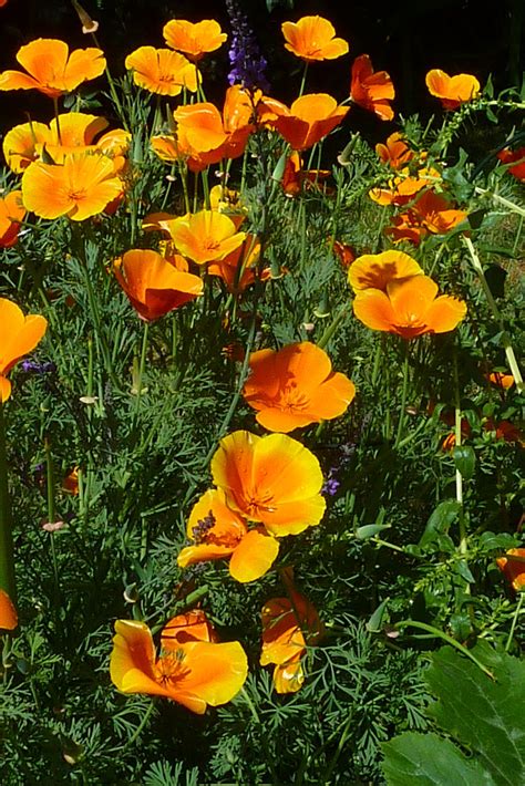 California’s native poppy is lovely, and so are these others, too