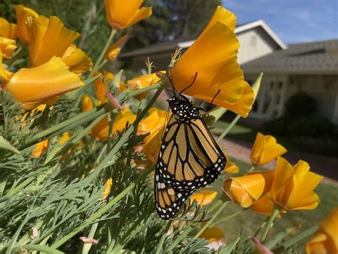 California’s tough, fast-growing, drought-tolerant golden wildflower, the poppy