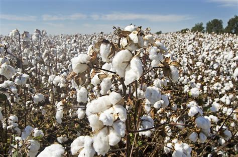 California Cotton & Climate Coalition - C4