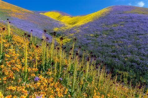 California Getaway: Wildflowers, condors and gorgeous Cuyama Valley
