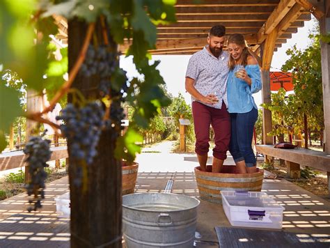 California Grape Stomping at Wineries