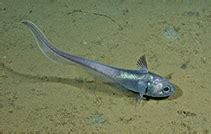 California Grenadier (Nezumia stelgidolepis) - Real Good Fish