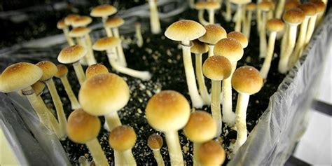 California Might Legalize Magic Mushrooms