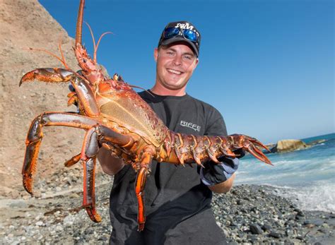 California Spiny Lobster Season 2023