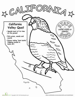 California State Bird Worksheet Education.com