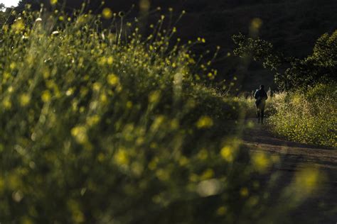 California artists, chefs find creative ways to confront destructive 'superbloom' of wild mustard