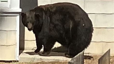 California bear ‘Hank the Tank’ captured in Lake Tahoe and will be relocated