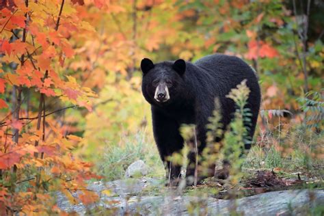 California black bear shows surprising concern for road safety