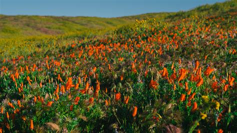 California bursts into wildflower 'super bloom' after relentless storms