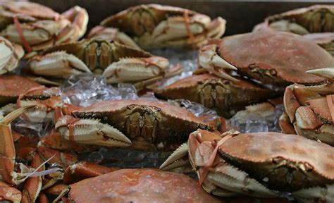 California commercial Dungeness crab season delayed