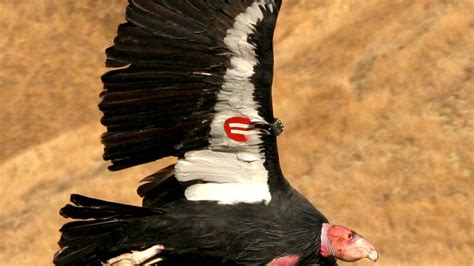 California condor shot near Hollister, $5,000 reward offered