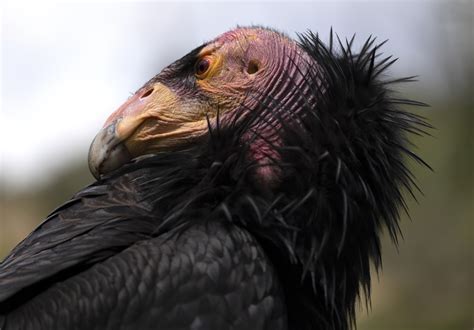 California condors confront bird flu in flight from extinction