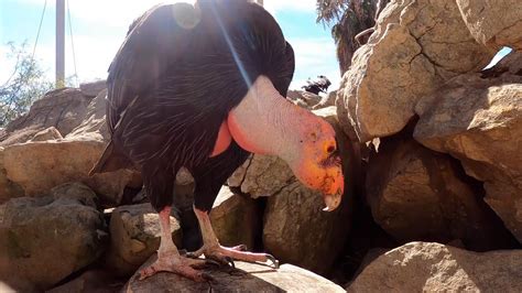 California condors face a new threat in their flight from extinction