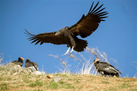 California condors killed by avian flu for first time, increasing risk to famed species
