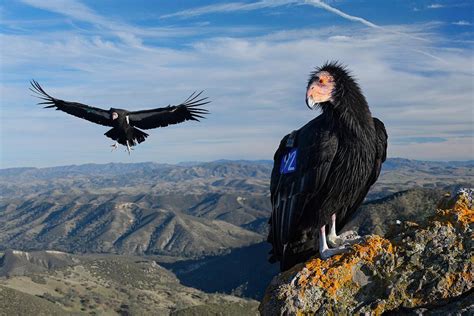 California condors spotted near Mount Diablo, Morgan Territory